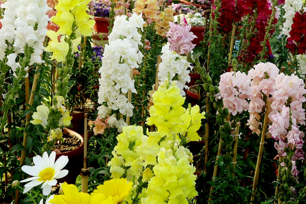 キンギョソウの花言葉 画像