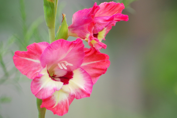 グラジオラスの花言葉 画像