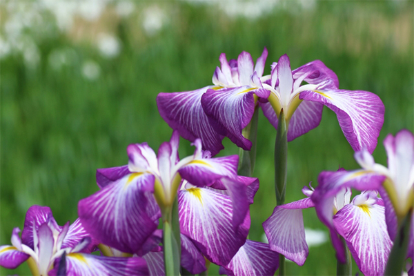 アイリスの花言葉 画像