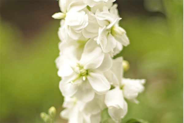 ストックの花言葉 画像