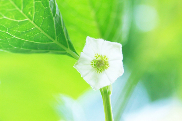 花だけでなく赤い実も楽しめる、日本に根付いたホオズキの歴史とは？　画像